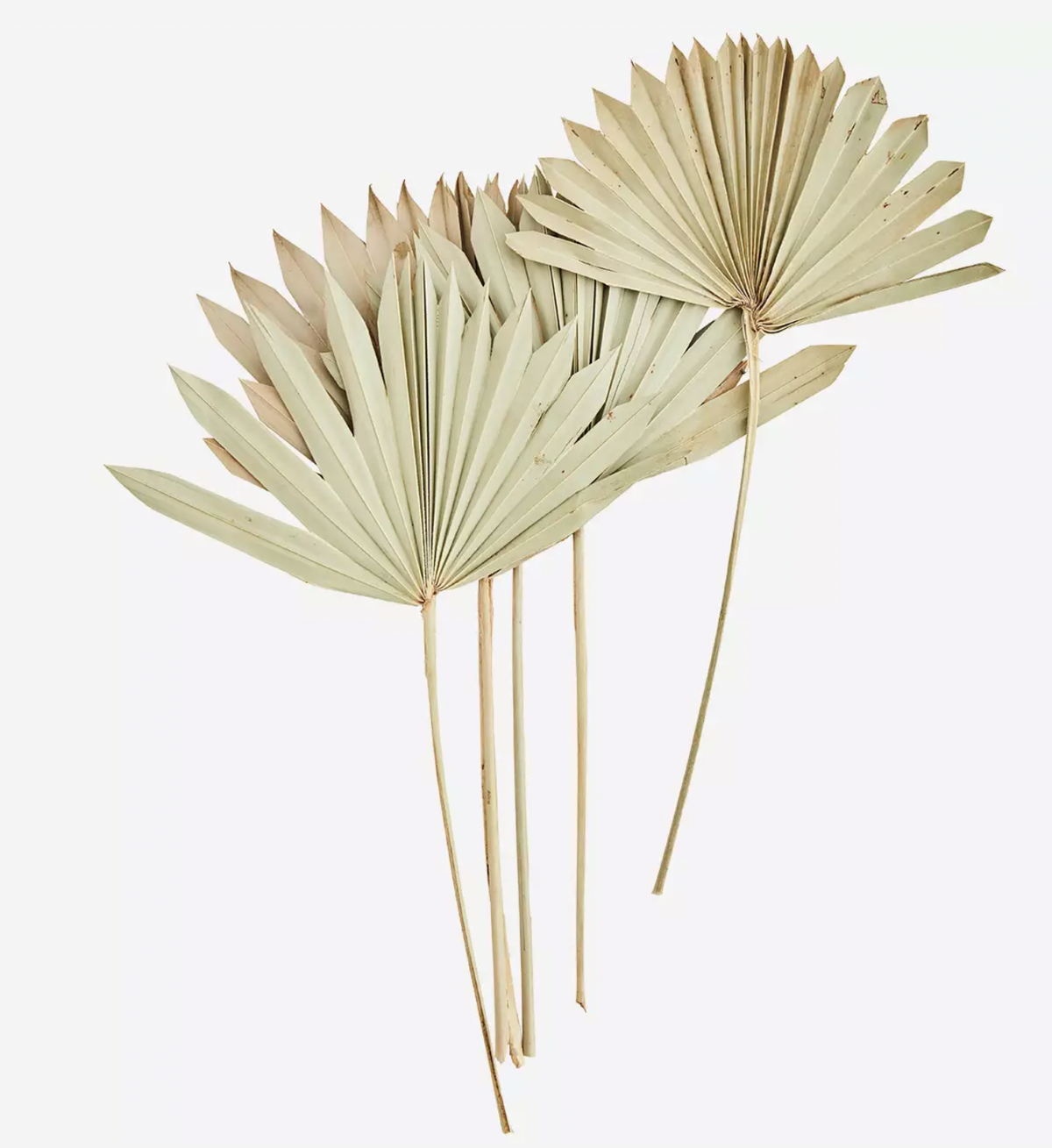 Palmblattstrauss