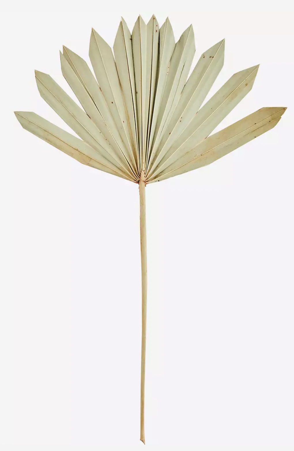 Palmblattstrauss